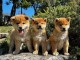 chiot Shiba inu a donner femelle et mâle disponible 