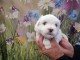 chiot bichon frisé a donner 