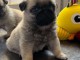 je donne chiot carlin disponible 