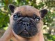 je donne chiot bulldog français 