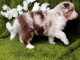chiot berger australien disponible pour adoption 