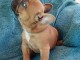chiot bulldog français mâle à donner 