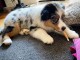 chiot berger australien disponible 