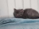 chaton chatreux a donner 