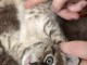 chaton Bengal pour adoption 