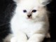 bébé chaton ragdoll à donner 