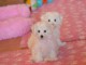 je donne chiot bichon frisé 