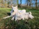 annonce chiot berger blanc suisse 