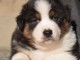 chiot berger australien lof mâle a donner 