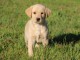 chiot labrador disponible a donner 