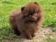 chiot spitz nain disponible pour adoption 
