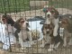 Dons chiot beagle disponible 