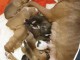 Adorables chiots pitt bull 
