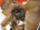 Adorables chiots pitt bull 