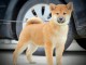 Shiba Inu chiots à vendre