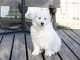 chiot samoyède à adopter 