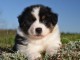 chiot berger australien mâle adorable 