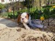 chiot bulldog anglais femelle a donner 
