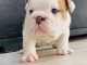 chiot beagle disponible pour adoption 