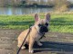 chiot bulldog français mâle à donner 