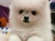chiot spitz nain disponible 
