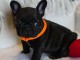 chiot bouledogue français à donner 