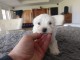chiot bichon maltais mâle a donner 