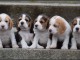 dons chiot beagle disponible 