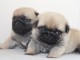 bébé chiot carlin a donner 