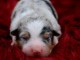 chiot berger australien lof à donner 