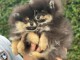 chiot spitz nain Poméranie disponibles 