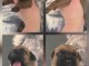 chiot Cane Corso a donner 