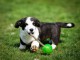 Chiots Welsh Corgi Cardigan à vendre 