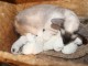 portée des Chatons Siamois disponible 