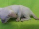bébé chaton siamois LOOF mâle a donner 