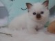 bébé chaton sacré brimanie a donner 