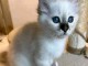 bébé chaton sacré brimanie à adopter 