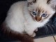 adorable chaton sacré brimanie disponible 