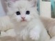 chaton sacré brimanie a donner 