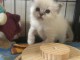 je donne chaton sacré brimanie 