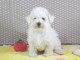 Adorable chiot bichon frisé a donner femelle 