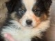 À adopter chiot berger australien 