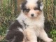 Je donne chiot berger australien 