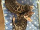 Chaton Bengal pour adoption 