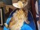 À adopter mâle Bengal 