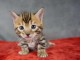 À adopter chaton Bengal 