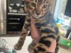 Je donne chaton Bengal mâle 