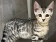 Bébé chaton Bengal disponible 