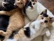 Adorables chatons Maine Coone 