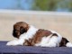 chiot Shih Tzu a mâle a donner 